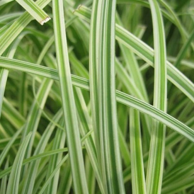 Carex Silver Sceptre C2